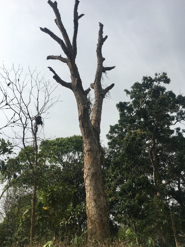 Cloudy sky over forest