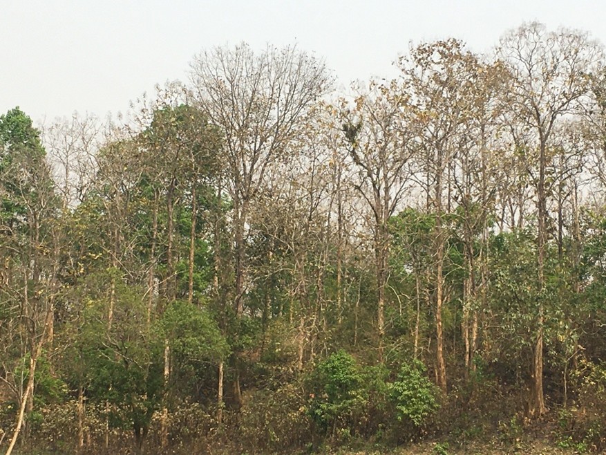 Forest Ecology & Management