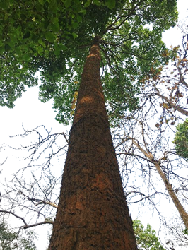 Cross section with scars